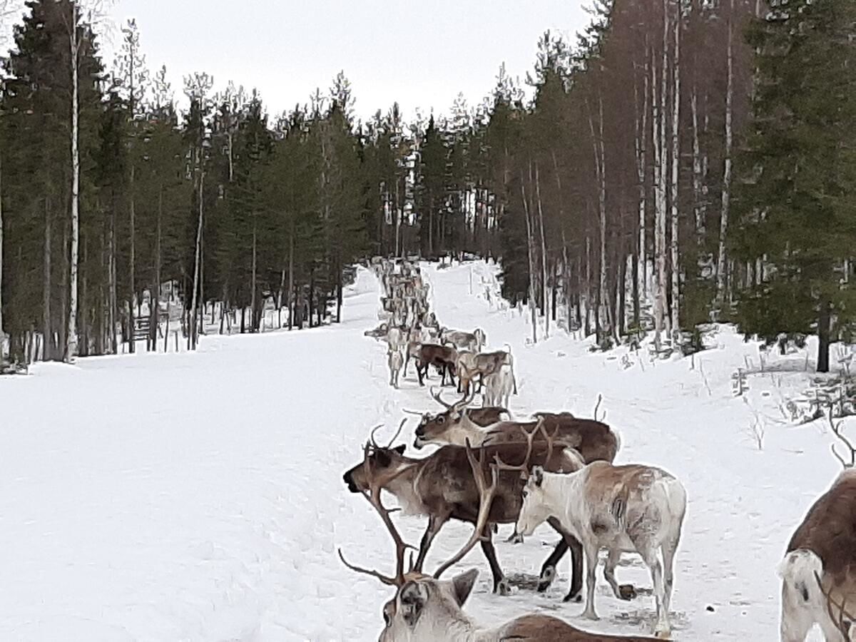 Дома для отпуска Puolukkamaan Pirtit Cottages Lampsijärvi-13